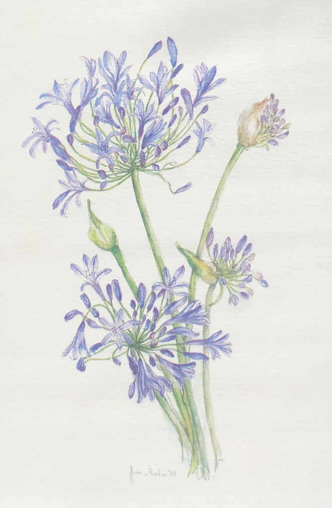 Cards Agapanthus (5 per pack)