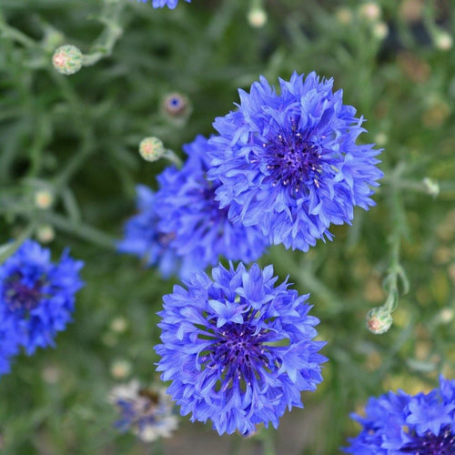 Blue Cornflower Seeds Motor Neurone Disease NSW