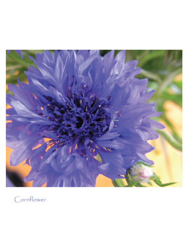 Cornflower cards with one image (5 per pack)