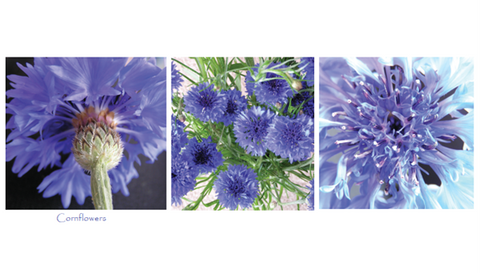 Cornflower cards with three images (5 per pack)