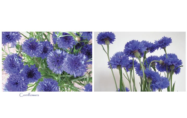 Cornflower cards with two images (5 per pack)