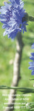 Bookmark back
